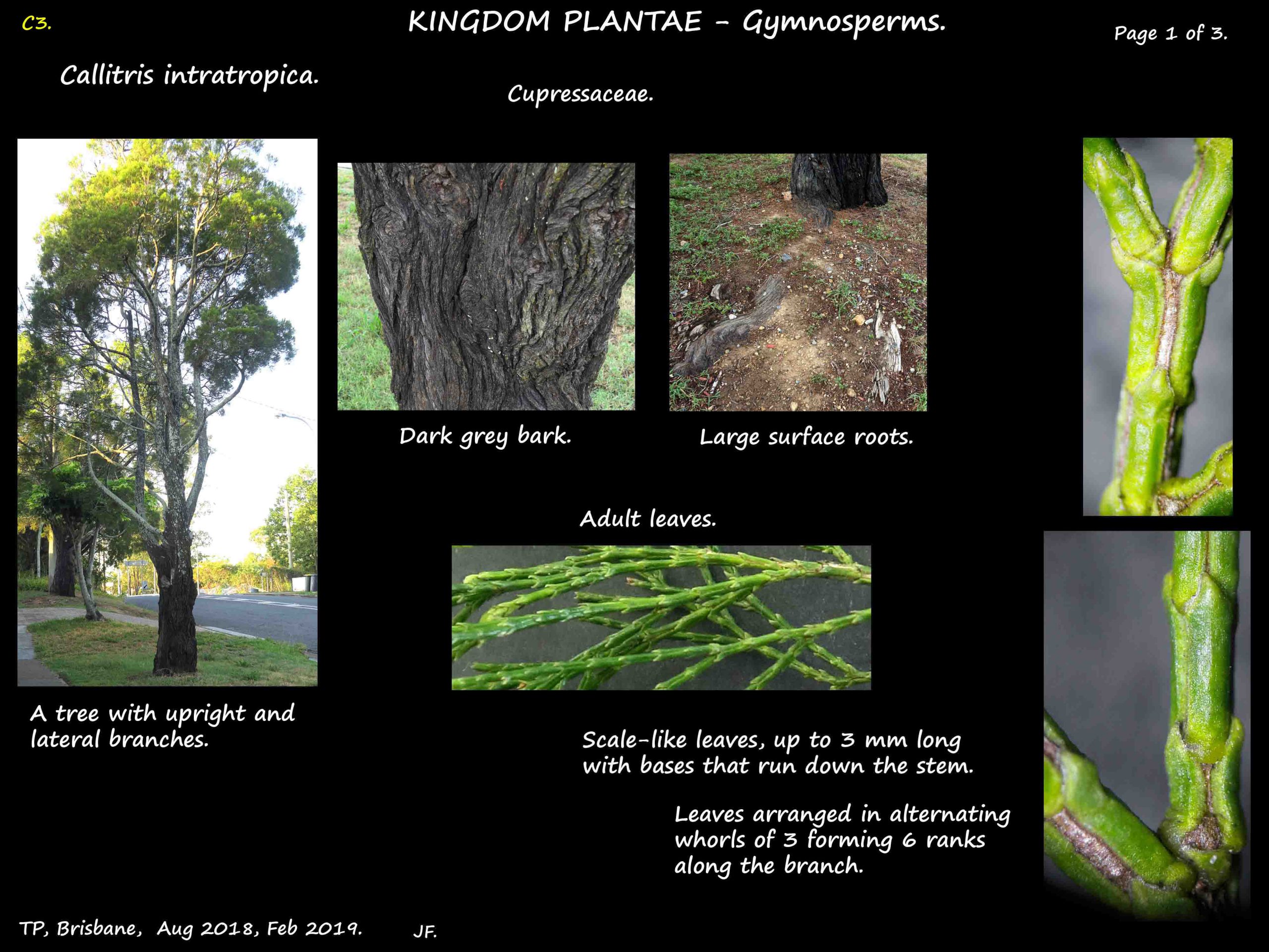 1 Callitris intratropica tree, bark & leaves